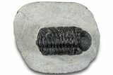 Bargain, Austerops Trilobite - Ofaten, Morocco #287541-5